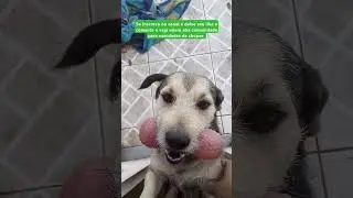Cachorro vidente em a saga da fofura episodio 1 #shorts #viral #petlovers