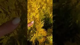 Туя западная Yellow Diamond (Еллоу Даймонд)
