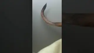 Rare African lion footage