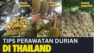 Begini Cara Merawat Durian di Thailand