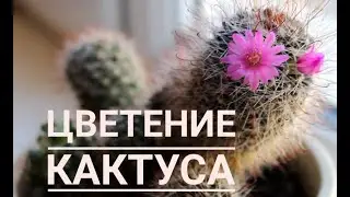 ЦВЕТЕНИЕ КАКТУСА в апреле / ШОК / Кактус в разрезе