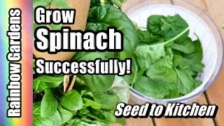 How to Grow 90 Spinach Plants in only 2 Square Feet! Seed to Kitchen! Plant, Harvest, Freeze, Cook!