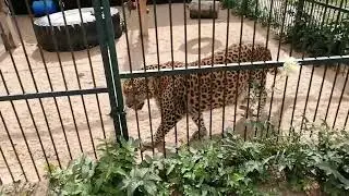 Булочка: страшный, но симпатичный хищник) В гостях у Дома тигра.