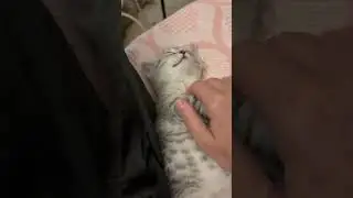 И так каждый вечер. Тесак любит приуснуть у меня под боком 