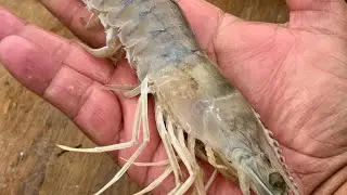 Skimming for Big Shrimp on the beach