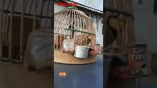 Кабки маст Наркабк