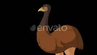 Brown ostrich screaming indignantly 4K alpha matte / Videohive, Motion graphics, Backgrounds, Nature