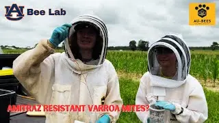 My Bees are Being Used in a University Study