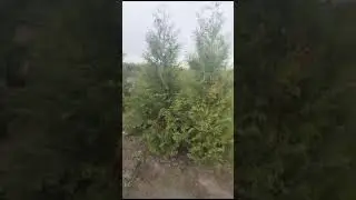 Туя Брабант 3м