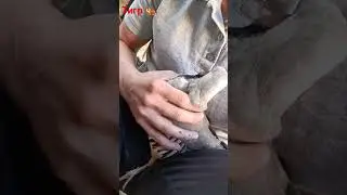 Keklik Куропатка Кабки маст