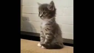 AWW SO CUTE! cute animals adorable cats 