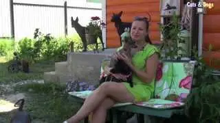Cats&DogsTV - УДИВИТЕЛЬНЫЙ МИР СОБАК - КСОЛОИТЦКУИНТЛИ, МЕКСИКАНСКАЯ ГОЛАЯ СОБАКА / XOLOITZCUINTLE