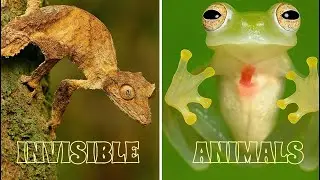 These Animals Have Invisibility Powers 🐶