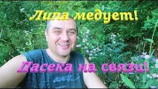 ✅ Липа медует! Пасека на связи! #ПЧЕЛОВОДСТВО8