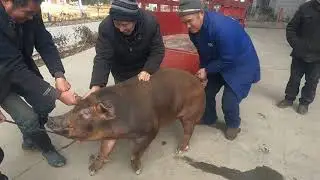 Pig Slaughter - This method is really reliable to deal with the ferocious breeds of wild boar