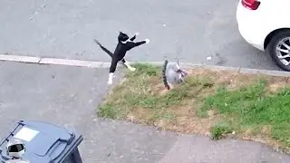 Кот Удивил Всех / Случаи с Животными Снятые на Камеру