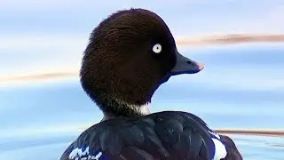 Гоголь (Bucephala clangula) - птица 2016 года. | Film Studio Aves