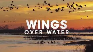Wings Over Water 3D: Trailer
