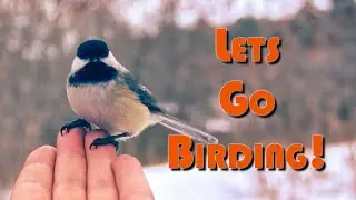 Field Test: Should I go Micro Four Thirds for Birding???