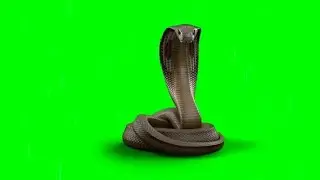 Snake effect Green Screen Video download//সাপের Vfx green screen video ডাউনলোড করুন♏