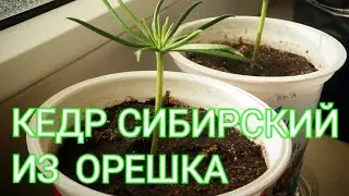 Кедр Сибирский из орешка, в Украине - #1. Опыт проращивания в домашних условиях.