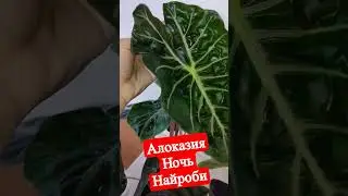 Алоказия Ночь Найроби #shorts