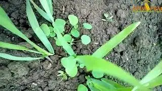 Вопрос - ответ