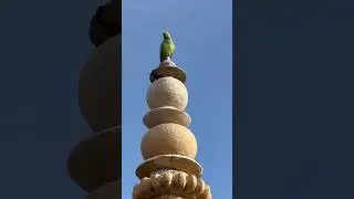 A cute parrot 🦜 #parrot #parrotlover #rajasthan