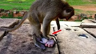 Big monkey hits baby monkey nearly to die