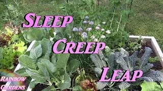 Sleep, Creep, & Leap! Perennial Herbs - How to Grow Tips & Tricks