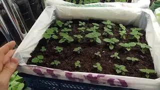 Павловния ПаоТонг - 80 дней после посева. Kiev, Ukraine(Paulownia)