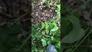 Сброс железа в овраге.металлокоп