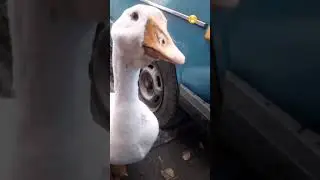 Любопытный Гусь укусил за палец 