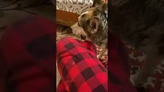 Людмила Вадимовна и компания 😍🐾