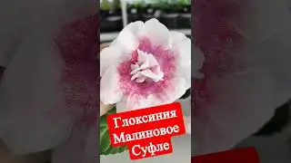 Глоксиния Малиновое суфле #shorts