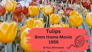 Tulips in St Paul Minnesota - Untouched 1956 8mm Home Movie