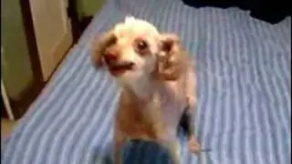 Видео про сумасшедшую собачку!!!