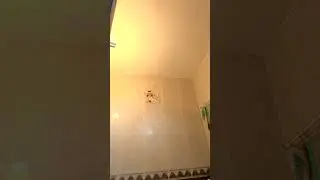 Pedro raccoon
