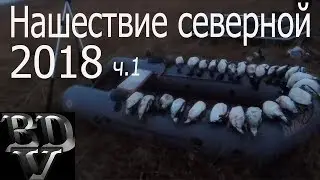Нашествие северной утки 2018 часть 1