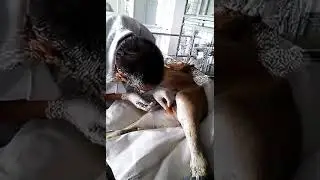 Операция паховая грыжа на новорожденном жеребёнке. (3)
