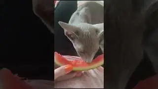 Что жрет Кот? Пока хозяин рыбак на рыбалке.