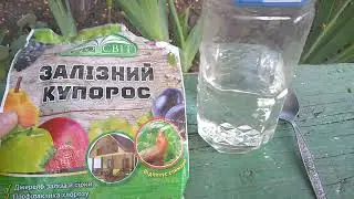 Хлороз гортензий Лечение хлороза Hydrangea chlorosis Treatment of chlorosisHortensienchlorose