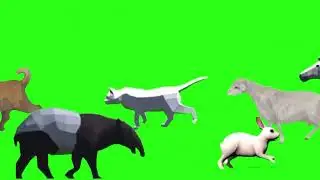 Animal  Steampede Green  Screen  animation effects No Copyright/wild Animal  Greenscreen 
