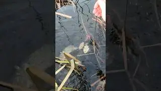 ЧТО ЭТО БЫЛО?Щуки монстры на вершу!!!