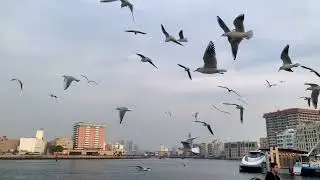 Bar Dubai lake side
