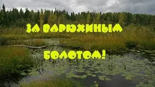 Коп монет за Варюхиным болотом! Охота за сокровищами!