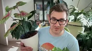 Розыгрыш для Донов ПлантаКото ИЮЛЬСКИЙ