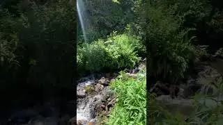 Gentle stream in the Rocky Mountains 😍🏞️