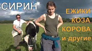 Выпуск ёжиков, коза ест сад-огород, корова кайфует. Будни Сирина.