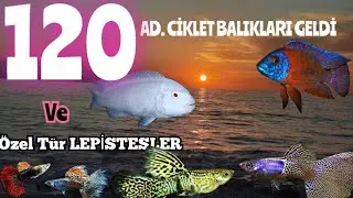 120. ADET CİKLET BALIKLARI GELDİ VE ÖZEL Tür LEPİSTESLER Melekler !!!